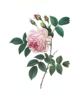 Antique illustration of a rose engraved by Pierre-Joseph Redoute (1759 - 1840), nicknamed "The Raphael of flowers""."