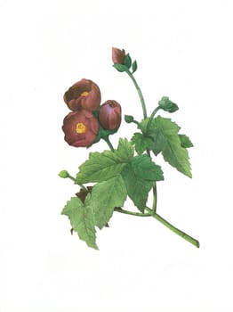 Antique illustration of a malva engraved by Pierre-Joseph Redoute (1759 - 1840), nicknamed "The Raphael of flowers""."