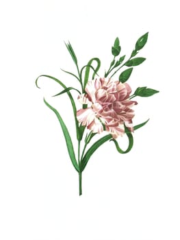 Antique illustration of a eillet panache engraved by Pierre-Joseph Redoute (1759 - 1840), nicknamed "The Raphael of flowers""."
