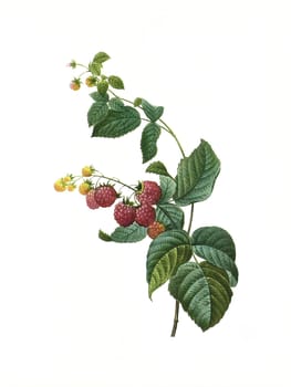 Antique illustration of a framboisier engraved by Pierre-Joseph Redoute (1759 - 1840), nicknamed "The Raphael of flowers""."