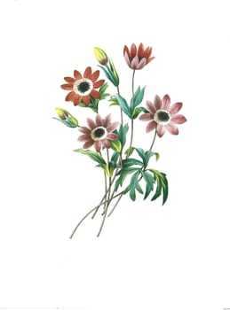 Antique illustration of a anemone etoilee engraved by Pierre-Joseph Redoute (1759 - 1840), nicknamed "The Raphael of flowers""."