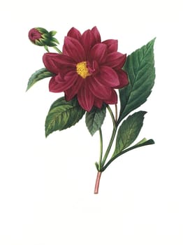 Antique illustration of a dahlia double engraved by Pierre-Joseph Redoute (1759 - 1840), nicknamed "The Raphael of flowers""."