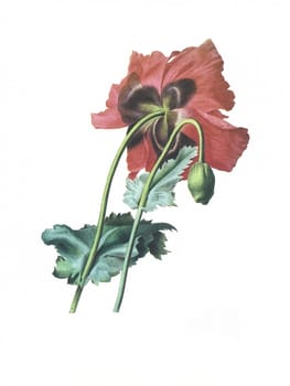 Antique illustration of a papaver engraved by Pierre-Joseph Redoute (1759 - 1840), nicknamed "The Raphael of flowers""."