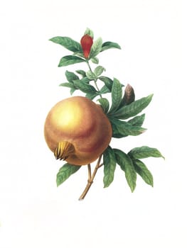 Antique illustration of a grenade engraved by Pierre-Joseph Redoute (1759 - 1840), nicknamed "The Raphael of flowers""."