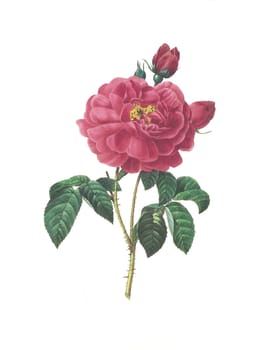 Antique illustration of a rose simplex engraved by Pierre-Joseph Redoute (1759 - 1840), nicknamed "The Raphael of flowers""."