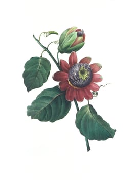 Antique illustration of a passionflower engraved by Pierre-Joseph Redoute (1759 - 1840), nicknamed "The Raphael of flowers""."