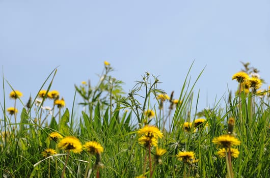 Dandelion meadow