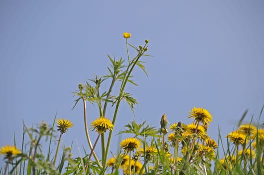 Dandelion meadow