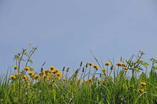 Dandelion meadow