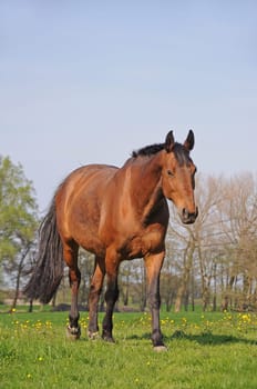 Horse