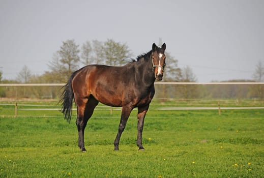 Horse
