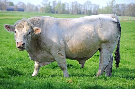Stock bull