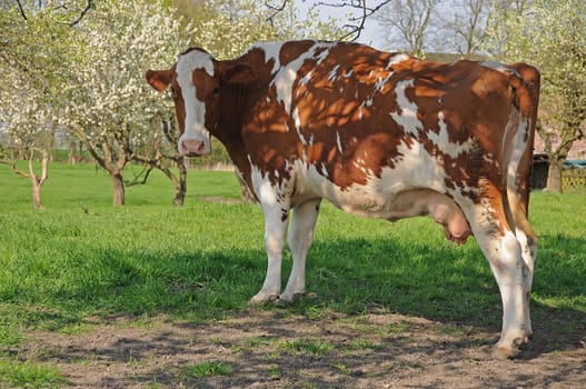 brown-white cow