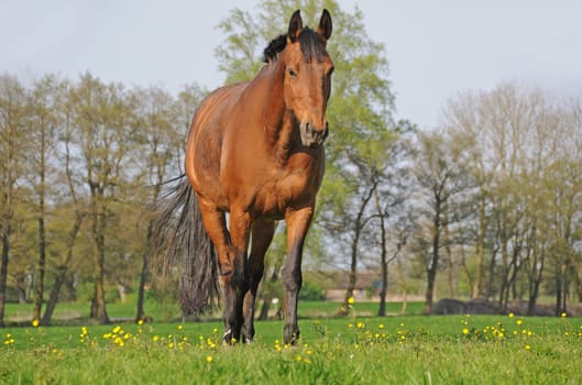 Horse