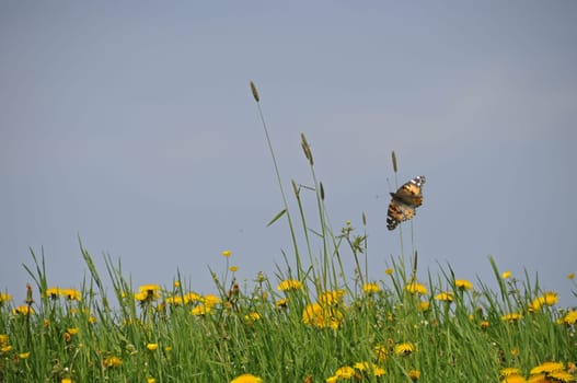 Dandelion meadow