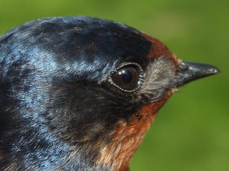 swallow