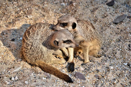 Meerkat