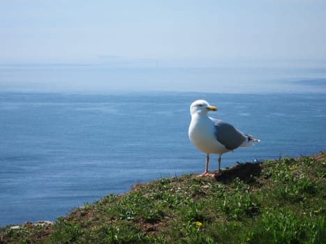 seagull sitting high over ocean looking in the camera