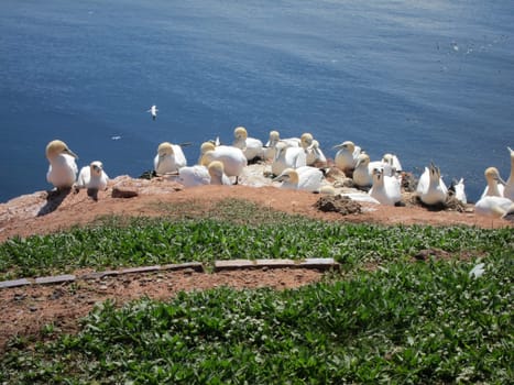 colony of breeding sea birds on the Island of Helgoland