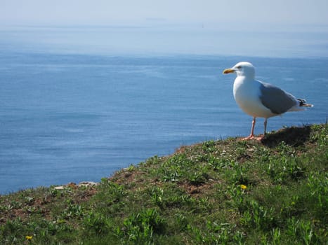 seagull sitting high over ocean looking over the ocean