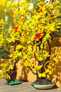 Bright Chinese New Year flower market fair.