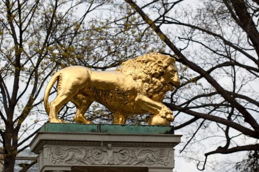 Golden Lion