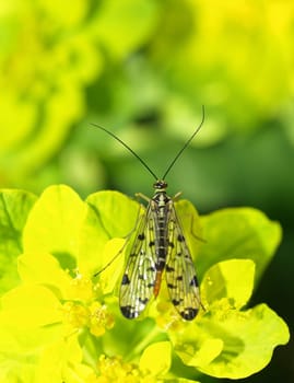 Scorpion fly