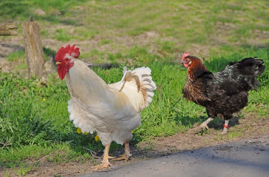 Rooster and Hen