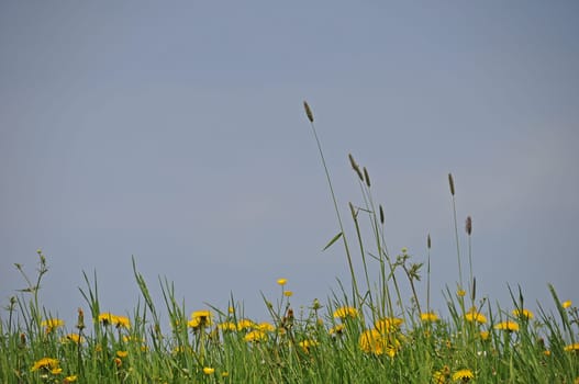 Dandelion meadow