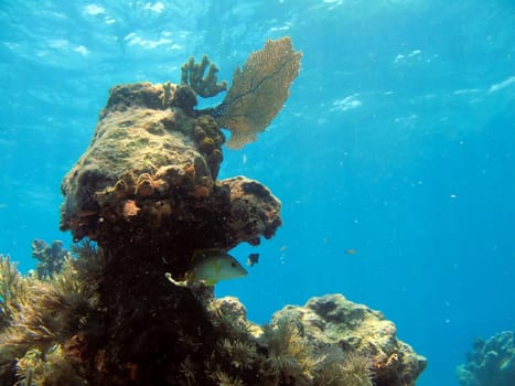 Pictures of Coral in Key Largo, Florida