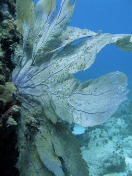 Pictures of Coral in Key Largo, Florida