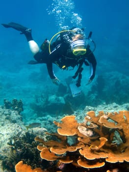 Underwater view of scuba diver swimming over coral reef off Florida Keys, America.