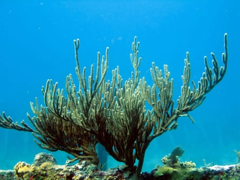 Pictures of Coral in Key Largo, Florida