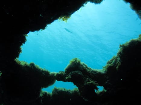 Pictures of Coral in key largo,fl