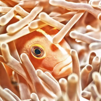 Anemone and Pink clownfish closeup underwater