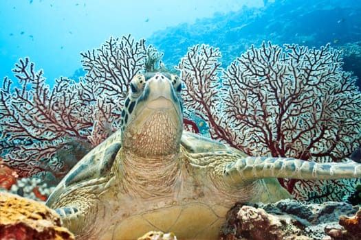 Green Turtle. Underwater world of Borneo island.