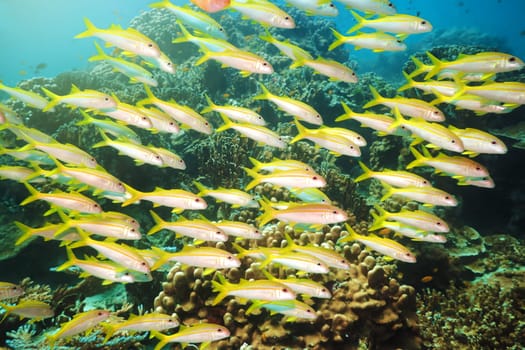 School of yellowfin goatfish (Mulloidichthys vanicolensis) underwater. Andaman sea