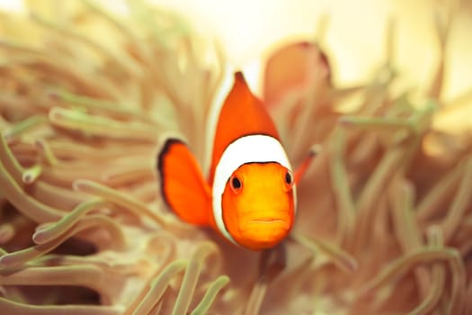 Anemone and Ocellaris clownfish close-up underwater
