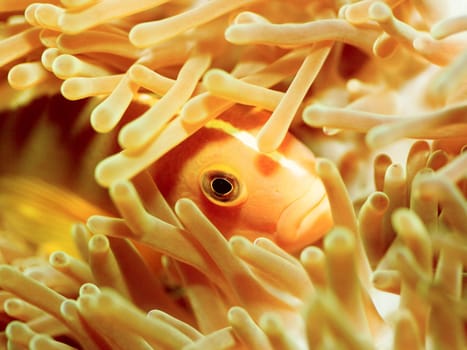 Anemone and Pink clownfish close-up underwater