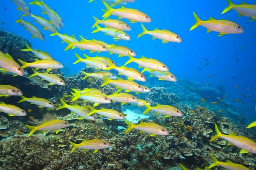 School of yellowfin goatfish (Mulloidichthys vanicolensis) underwater. Andaman sea