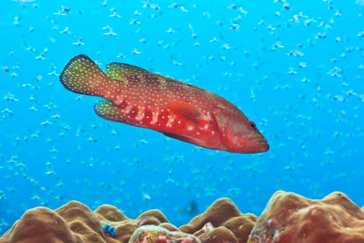 Big grouper underwater with a lot of small fishes