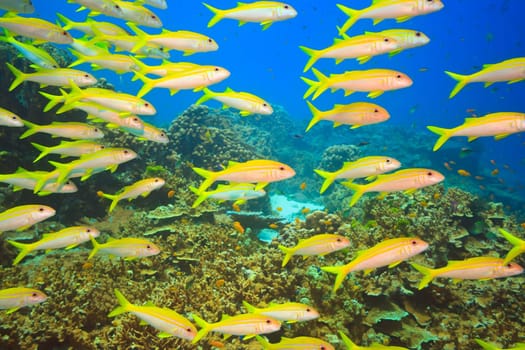 School of yellowfin goatfish (Mulloidichthys vanicolensis) underwater. Andaman sea