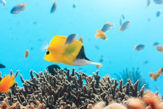 Tropical fish Yellow Longnose Butterflyfish swimming underwater. Andaman sea.