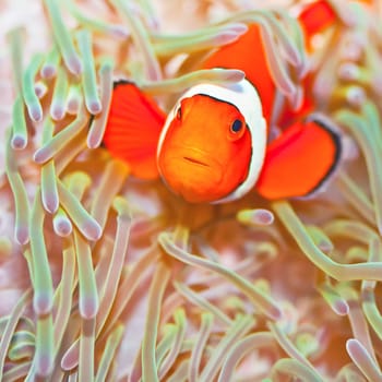 Anemone and Ocellaris clownfish close-up underwater