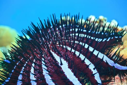 Crown of thorns close-up. Andaman sea.