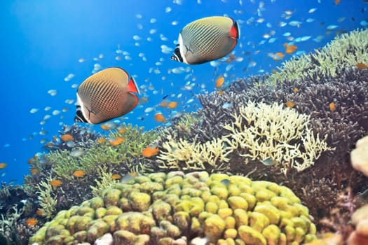Underwater landscape with couple of Red-tailed Butterflyfishes (Chaetodon collare)