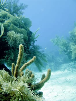 Pictures of Coral in Key Largo, Florida