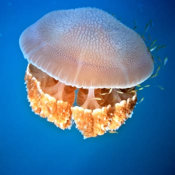 Big jellyfish swimming underwater.The Andaman sea