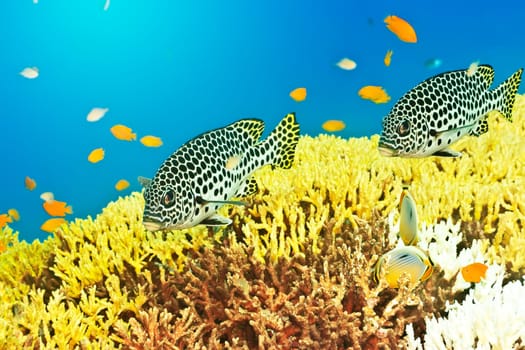 Underwater landscape with couple of Sweetlips