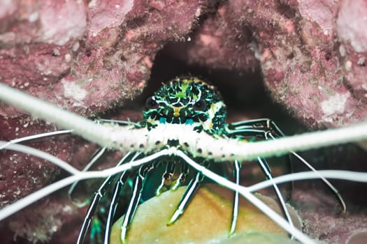 Lobster inside a coral close-up. Andaman sea.